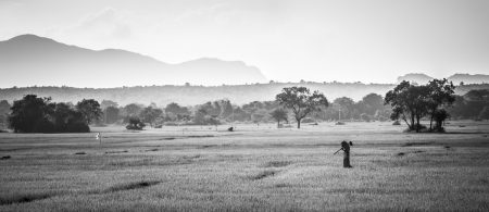 Dans les rizières, du côté d'Habarana