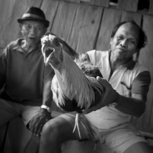 Coq fighting in Bohol Island