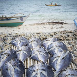 Dry fishs, Palawan