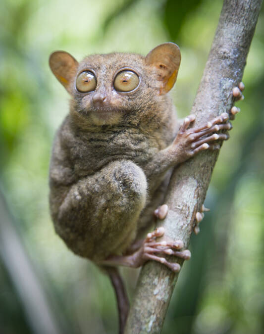 Tarsier dans son milieu naturel, Bohol