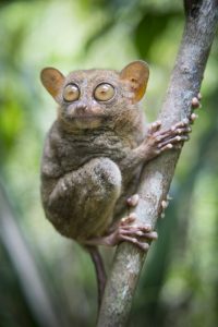 Tarsier, Bohol