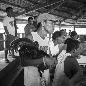 Coq fighting in Bohol Island