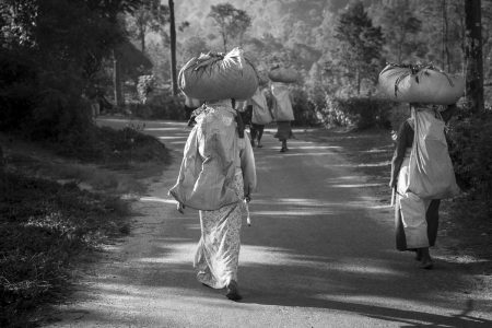 tea pickers in Sri lanka