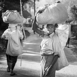 cueilleuses de thé, Sri Lanka