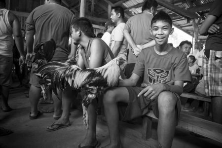 Coq fighting in Bohol Island