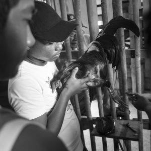 Coq fighting in Bohol Island