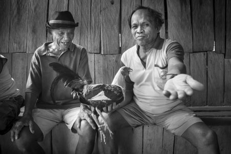 Coq fighting in Bohol Island