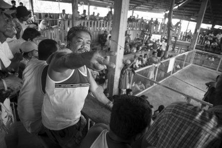 Coq fighting in Bohol Island