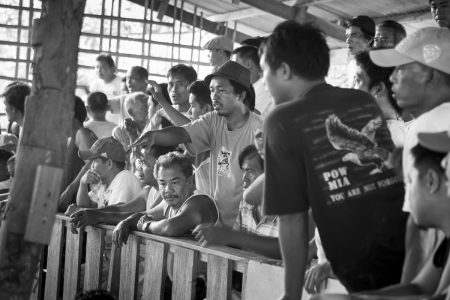 Coq fighting in Bohol Island