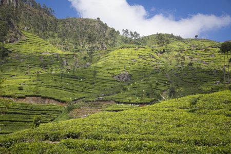 tea pickers in Sri lanka