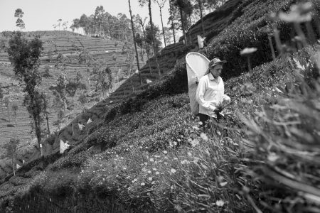 tea pickers in Sri lanka