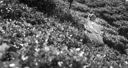 tea pickers in Sri lanka