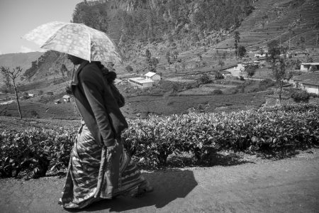 tea pickers in Sri lanka