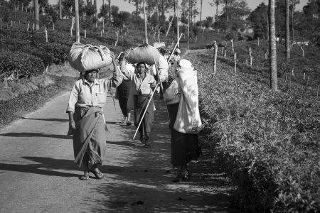 tea pickers in Sri lanka